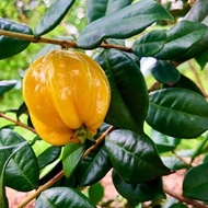 Eugenia neonitida – Pitangatuba Fruit Plant | Exotic Tropical Beauty for Home Garden