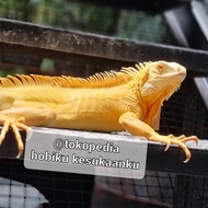 Iguana Jumbo Albino Jantan