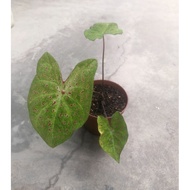 Caladium USA/ Caladium Miss Muffet