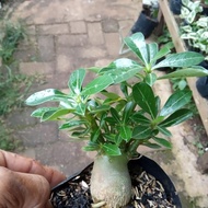 fresh BONSAI ADENIUM ARABICUM-bibit tanaman bonsai adenium arabicum