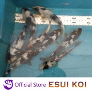 Ikan Koi F1 Import Shiro 7 - 11 cm (Esui Koi)