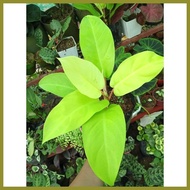 ▌ ✷ ┴ Available live plants for sale (Golden Orlando)