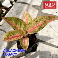 Aglaonema - Legacy | Live Plant | Aglao (NO POT)