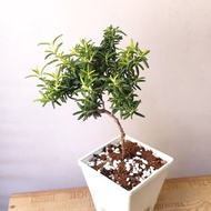 棒棒糖 黃金迷迭香 香味濃  Golden  Rosemary  盆栽  Plant Potted 迷迭香 連 花盆  食用香草盆栽 植物 香料  Culinary Herb spices 小樹  【