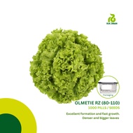 Rijk Zwaan OLMETIE RZ (80-110) Lettuce Batavia Seeds (1000 pills)