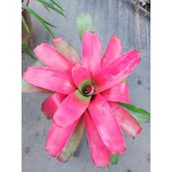 bromo,bromo,.. pink,pink saiz L-XL