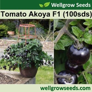 Tomato Akoya F1 (100sds) 番茄:珍珠 Determinate Vegetable Seeds Wellgrow Seeds