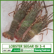 Lobster Laut Segar 1kg isi 3-4 Ekor / Lobster Fresh / Lobster Pakistan