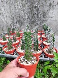 【石在好玩】 魔針地獄 Alluaudia montagnacii( 3吋盆 )