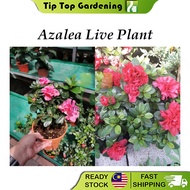 Real Live Plant Azalea Flower Plant Pokok Hidup Bunga Azalea 杜娟花