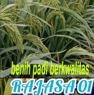 BENIH PADI RAJASA 01