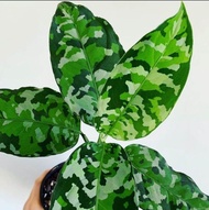 Aglaonema pictum tricolor, Army camouflage plant