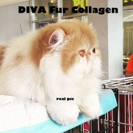 Shampoo + Vitamin Gemuk Kucing DIVA fur Collagen - Cat/Dog
