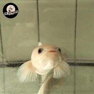 Channa Asiatica Platinum 30 cm