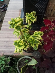 Jawer kotok hijau kuning