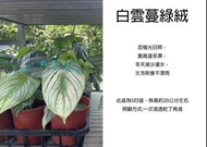 心栽花坊-白雲蔓綠絨/5吋/綠化植物/室內植物/觀葉植物/售價600特價480