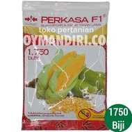 * BENIH JAGUNG MANIS PERKASA F1 - 1750 BUTIR -TERLARIS