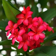 Pokok Bunga Kemboja (Frangipani Plumeria) | Keratan Batang Pokok Bunga Kemboja (+-30cm)