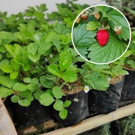 Terlaris Bibit Tanaman Buah Strawberry Alexandria Import Stroberi Sudah Berbuah TERBAIK