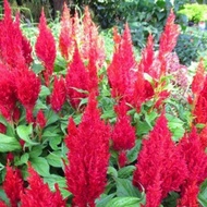 20pcs seeds BUNGA BALUNG AYAM