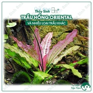 Aquatic Betel Lines | Tropica Dwarf Betel, Oriental Pink Betel, Iguazu Betel 09 | 8m2