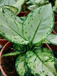 Aglaonema Commutatum Chinese Evergreen White Joy Indoor House Home Potted Plant