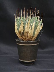 Agave utahensis v. eborispina 妖炎龍舌蘭 (曲刺特選株)