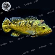Ikan Pbass Kelberi Golden Bahia Burikk