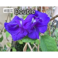 Butterfly Pea Flowers (Clitoria Ternatea) Anak Pokok Bunga Telang Double /Single Layer Ready Stock