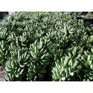 PISANG(BANANA) BERANGAN GRED AAA🍌