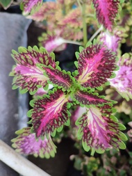 Mayana Coleus "Strawberry Drop" with FREE white plastic pot, pebbles and garden soil (Live plant and Indoor plant)