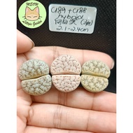Ready Stock Lithops/150625/C189/C188 Lithops Gracillidelineata 云映/向日葵荒玉
