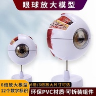 Ergonomic Eyeball Anatomical Structure Model Detachable Children's Simulation Eye Toy Medical Eye Mo