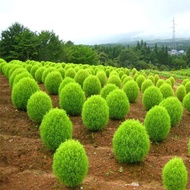 Flower Seed Broom Seed Peacock Pine Landscape Flower Sea Garden Grass