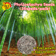 ปลูกง่าย โตไว ไผ่ซางหม่นแท้ ถูกที่สุด เมล็ดพันธุ์ไผ่ซางหม่น 50 เมล็ด Moso Bamboo Phyllostachys Seeds มล็ดซางหม่น ไผ่ซางหม่น ซางหม่น ไผ่เดี่ยวสารสกัดจากไผ่ไผ่พืชเศรษฐกิจสายพันธุ์ไผ่ถ่านไม้ไผ่ ต้นไม้ฟอกอากาศ ต้นไม้ พันธุ์ดอกไม้ ไผ่ทำเงิน ไผ่เงินล้าน Plant