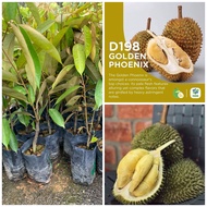 Anak pokok durian D198 / durian kim hong /golden phoenix