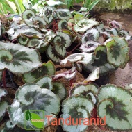 Tanaman Hias Begonia Keong