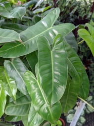 Philodendron Burle Marx Beautiful And Easy House Plant