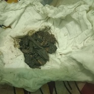 Gaharu super gred A111+