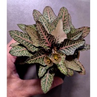Euphorbia Francoisii matured plant with caudex 4cm.