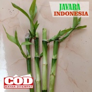 Hockey bamboo/ Fortune bamboo/ lucky bamboo/ Water bamboo/ Decorative bamboo 15cm