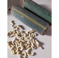 ULAT BAMBU / ULAT BUMBUNG UNTUK PAKA BURUNG DAN UMPAN MANCING