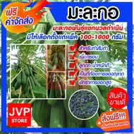 เมล็ดมะละกอพันธุ์แขกนวลดำเนิน มีให้เลือกตั้งแต่แพ็ค 100-1000กรัม (Papaya seeds) ปลูกง่าย สำหรับทำส้ม
