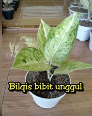 Bibit Bunga Aglonema Bigroy White Putih Bilqis Bibit Unggul