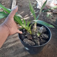 Anggrek tebu/grammatophyllum speciosum