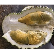 Pokok Durian Tupai King Kahwin
