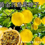 Ready Stock Fast Shipping Golden Passion Fruit Seed Golden Spring Autumn Balcony Potted Family Golde
