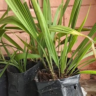 Anak Pokok Bawang Dayak