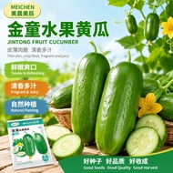 现货金童水果黄瓜种子迷你无刺小黄瓜庭院大棚早熟脆嫩鲜食蔬菜种籽Jintong Fruit Cucumber Seeds Mini Gherkin20260814