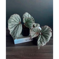 Begonia Sinbad Live Plant